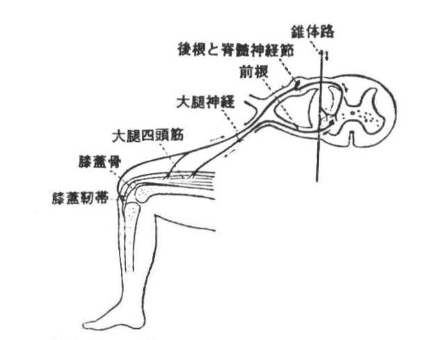〔参考図D‐20〕脊髓反射（膝蓋腱反射様式図）