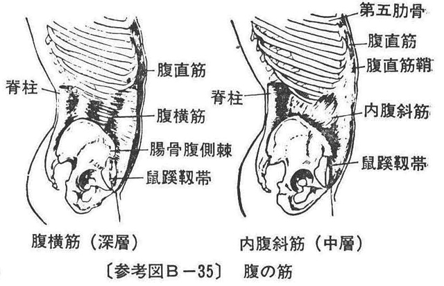 (参考図B-35)腹の筋
