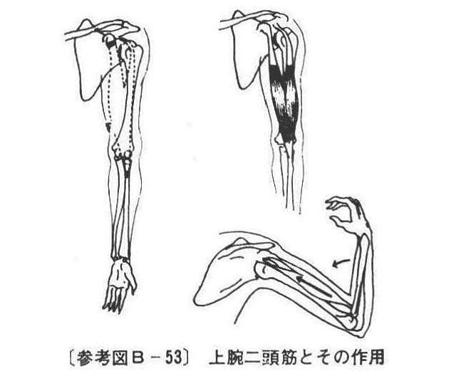 (参考図B-53)上腕二頭筋とその作用