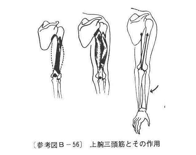 (参考図B-56）上腕三頭筋とその作用