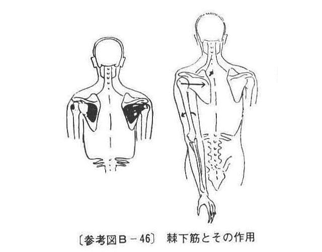 (参考図B-46)棘下筋とその作用