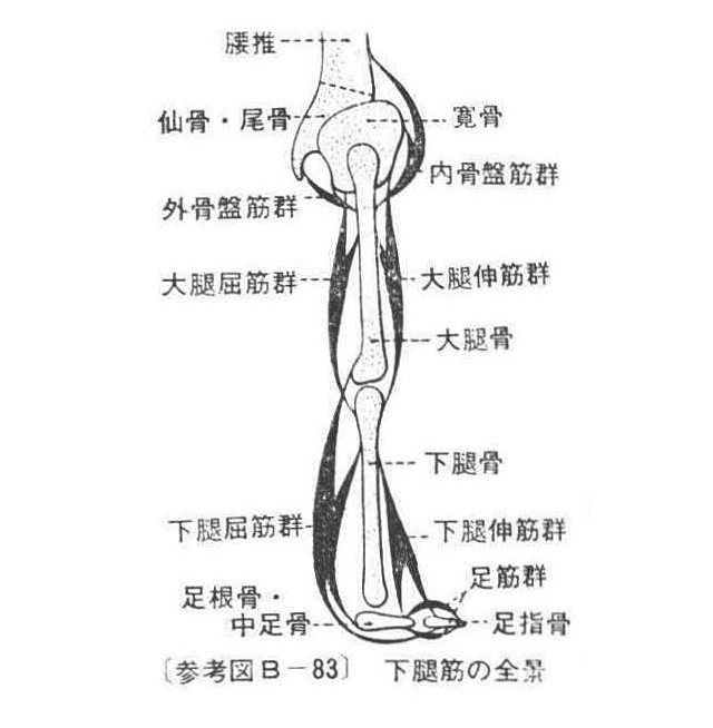 〔参考図B―83〕　下腿筋の全景