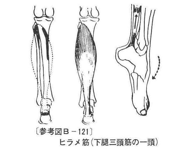 〔参考図B-121〕　ヒラメ筋(下腿三頭筋の一頭)