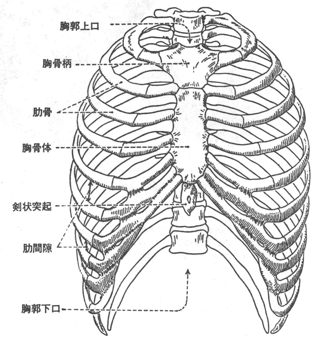 <図1>胸郭の全面の骨格