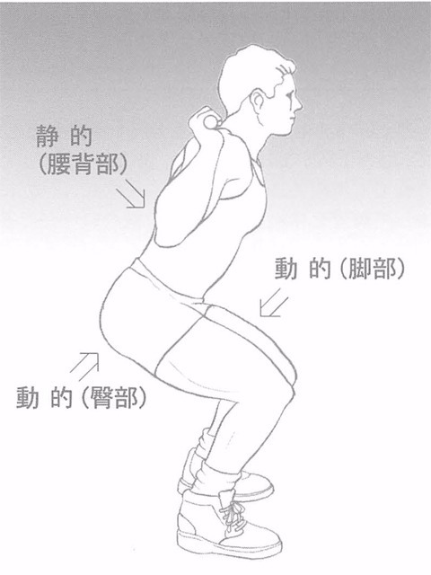 図2-6 スクワット動作における各筋肉の役割