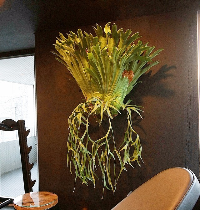 壁には見たこともない植物が生息していた