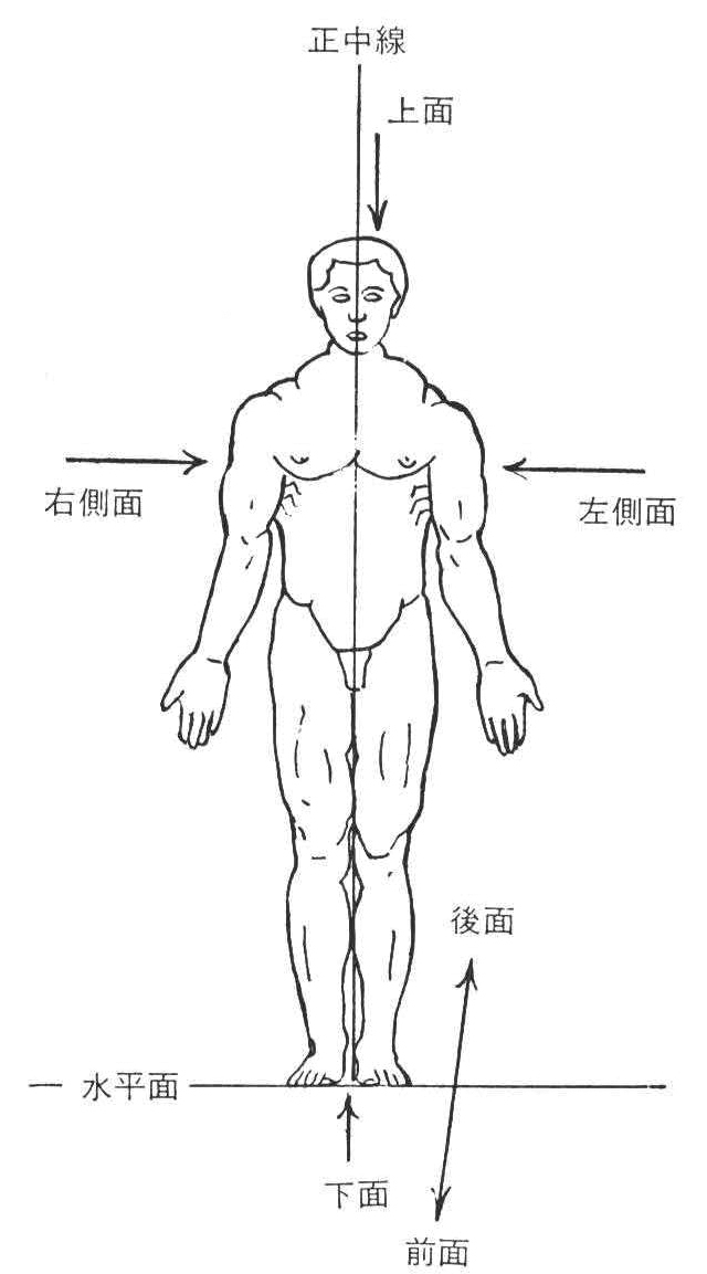 人体の基本姿勢