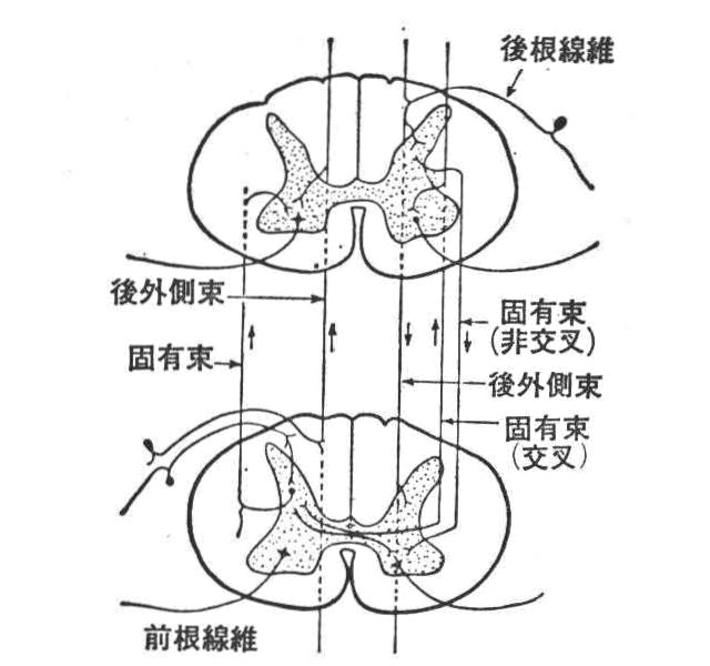 〔参考図D－12〕脊髄反射のタイプを示す図