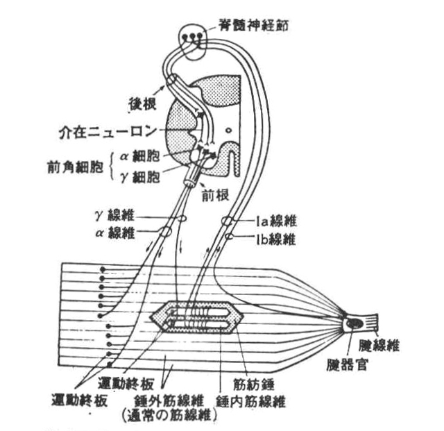 〔参考図D‐17〕脊髄レベルにおける筋運動のフイ‐ドバックを機構略図