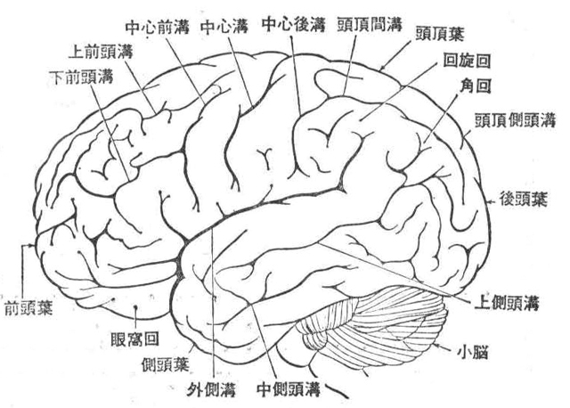 〔参考図 D－26〕大脳