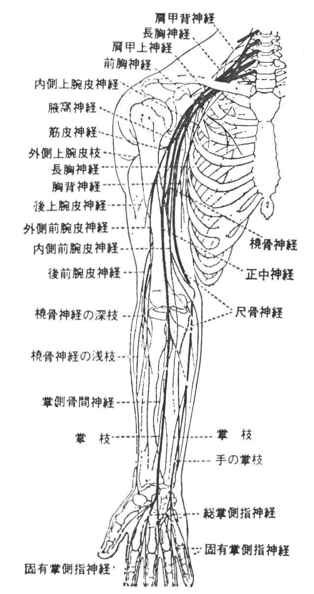 ［参考図D-33］上肢の神経見通し図
