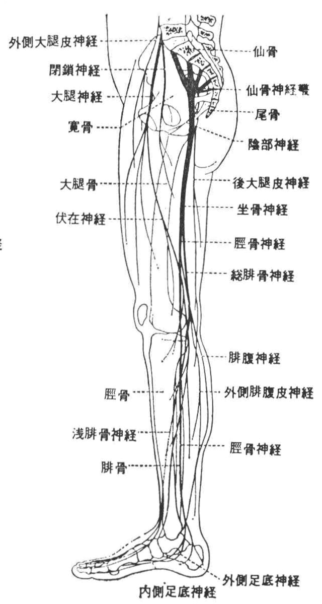 ［参考図D-34］下肢の神経系の見通し図