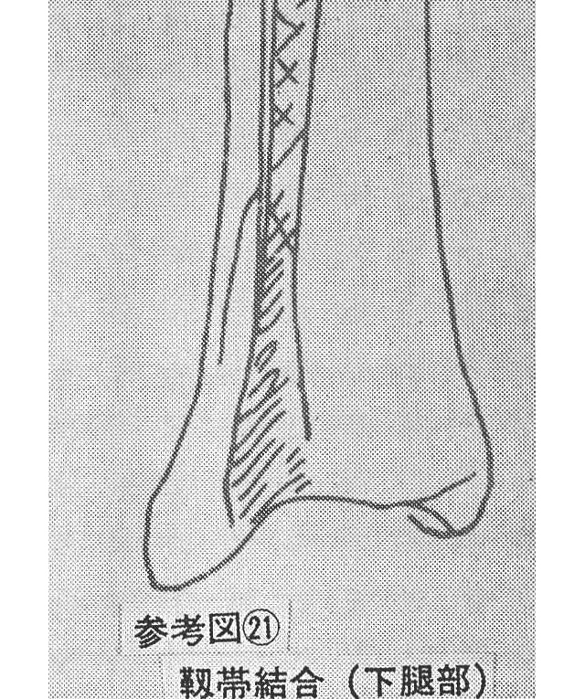 参考図㉑　靭帯結合（下腿部）