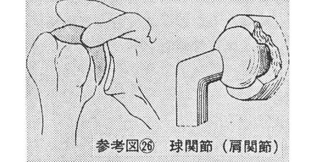 参考図㉖　球関節（肩関節）