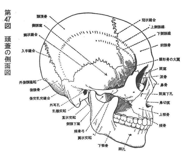 第47図　頭蓋の側面図