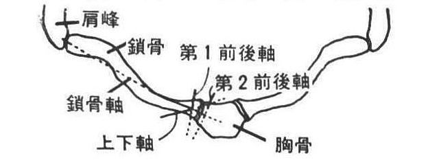 第59図　胸鎖関節（右）の運動軸