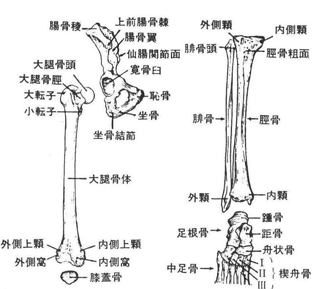 第62図　下肢の骨格