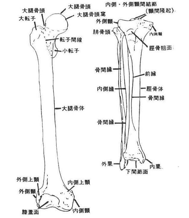 第64図大腿骨．脛骨，腓骨の図