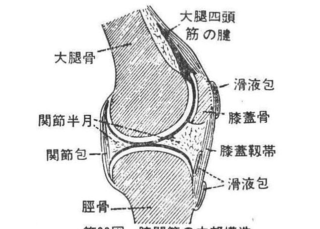 第69図　膝関節の内部構造(矢状断面の半模型図)