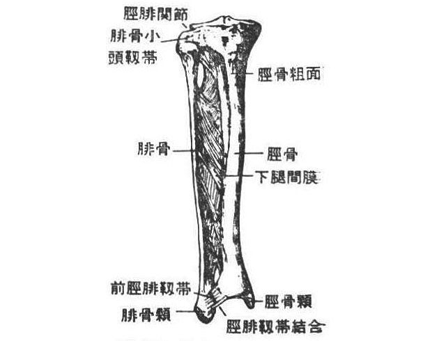 第71図　脛骨・腓骨の連結