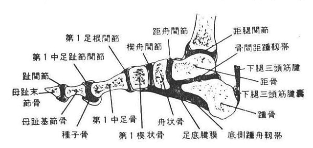 第72図　足骨および足関節の矢状断面