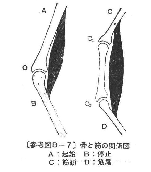 〔参考図Ｂ－７〕骨と筋の関係図