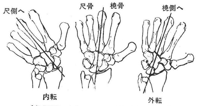 〔参考図Ｂ－12〕手関節の運動（右手掌前面）