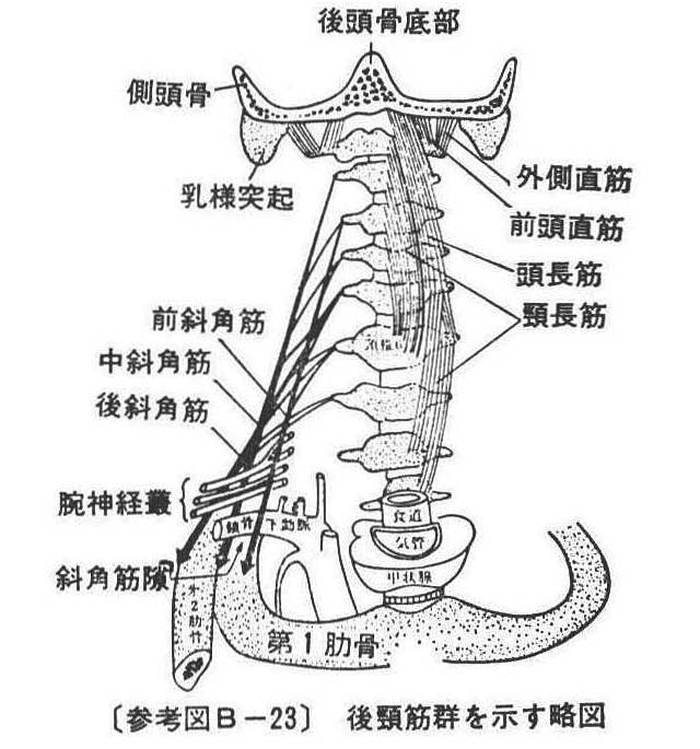 (参考図B-23)後頸筋群を示す略図