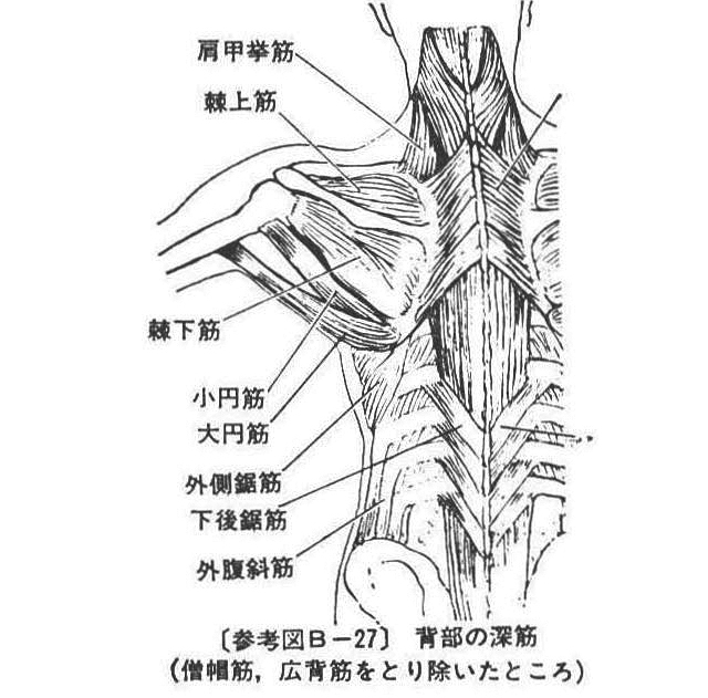 (参考図B-27)背部の深筋(僧帽筋、広背筋をとり除いたところ)