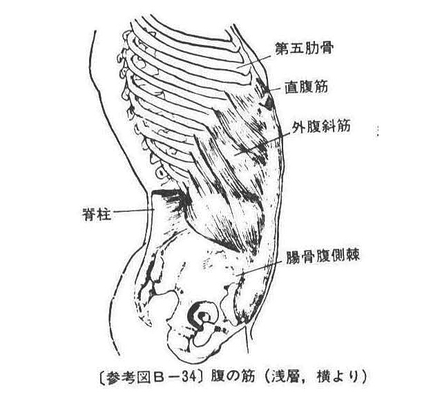 (参考図B-34）腹の筋(浅層、横より)