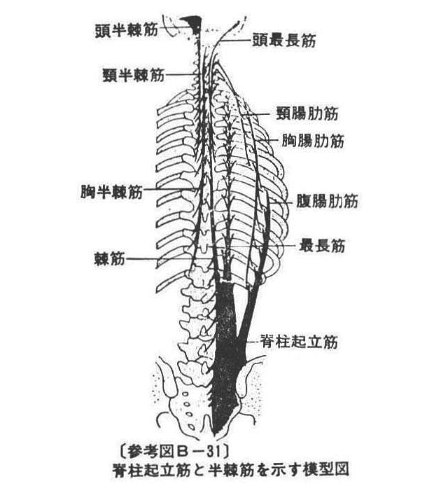 (参考図B-31)脊柱起立筋と半棘筋を示す模型図