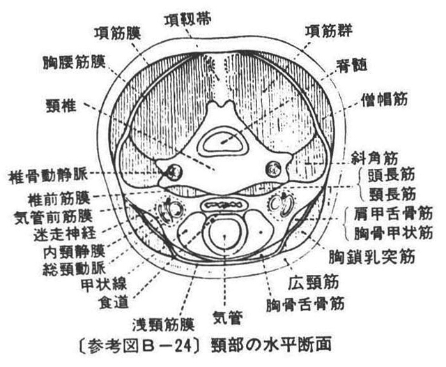 (参考図B-24)頸部の水平断面