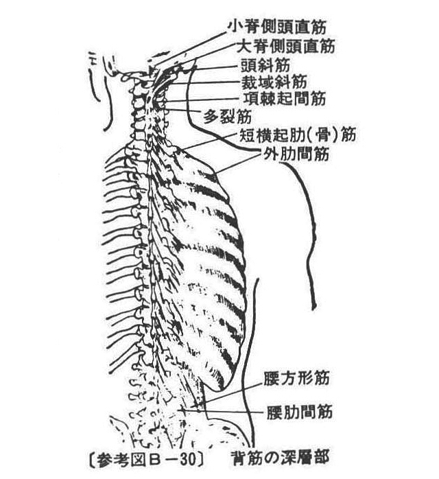 (参考図B-30)背筋の深層部