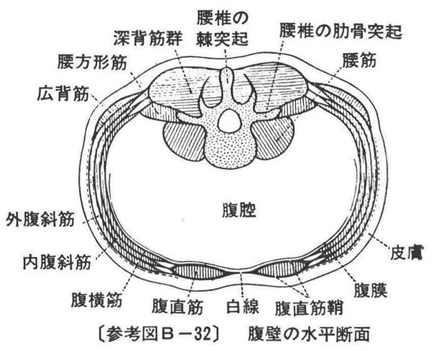 (参考図B-32)腹壁の水平断面
