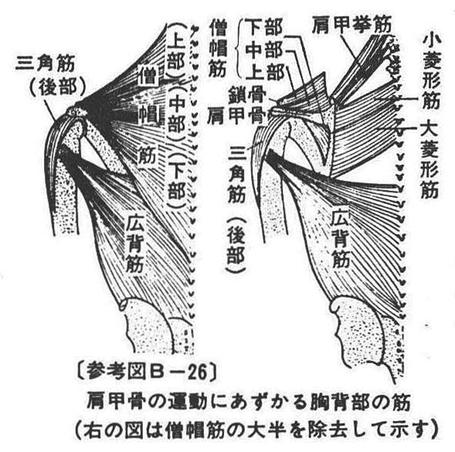 (参考図B-26)肩甲骨の運動にあずかる胸背部の筋(右の図は僧帽筋の大半を除去して示す)