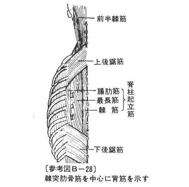 (参考図B-28)棘突肋骨筋を中心に背筋を示す