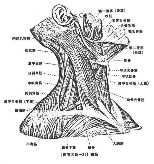 (参考図B-21)頸筋