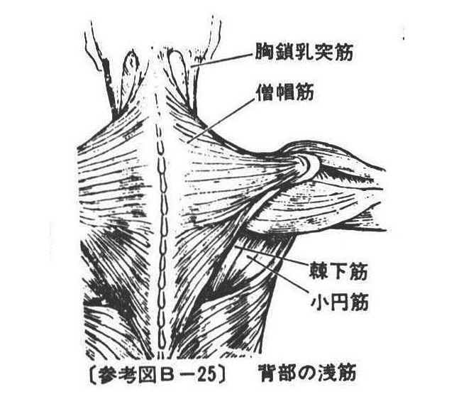 (参考図B-25)背部の浅筋