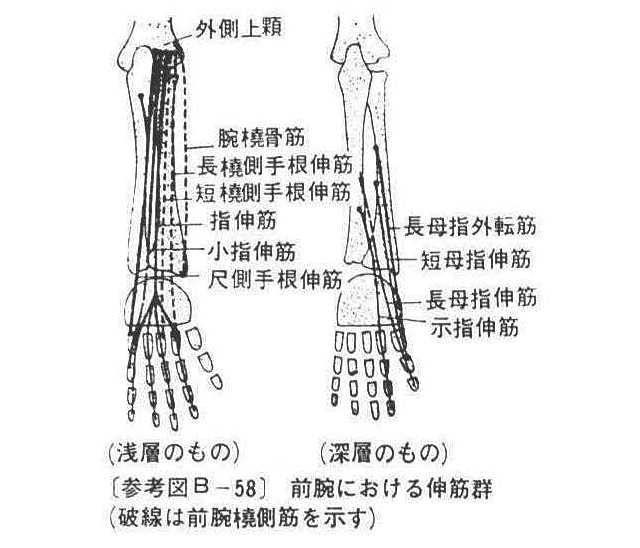 (参考図B-58)前腕における伸筋群(破線は前腕撓側筋を示す)