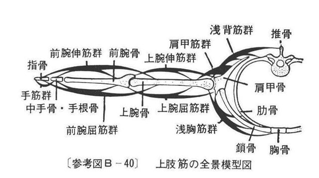 (参考図B-40）上肢筋の全景模型図