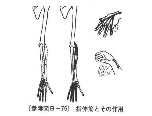 (参考図B-76)指伸筋とその作用