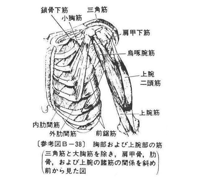 (参考図B-38)胸部および上腕部の筋（三角筋と大胸筋を除き、肩甲骨、肋骨、および上腕の諸筋の関係を斜め前から見た図）