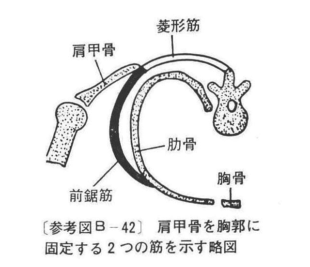 (参考図B-42)肩甲骨を胸郭に固定する2つの筋を示す略図