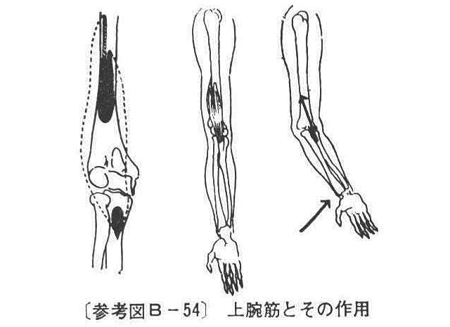 (参考図B-54）上腕筋とその作用