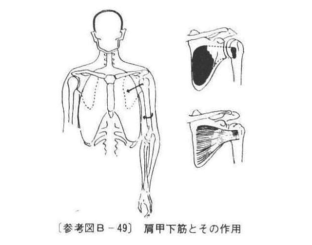 (参考図B-49)肩甲下筋とその作用
