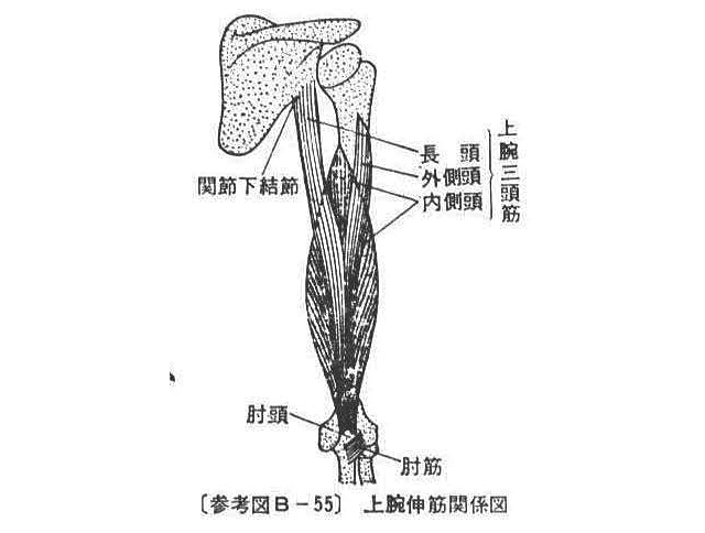(参考図B-55)上腕伸筋関係図