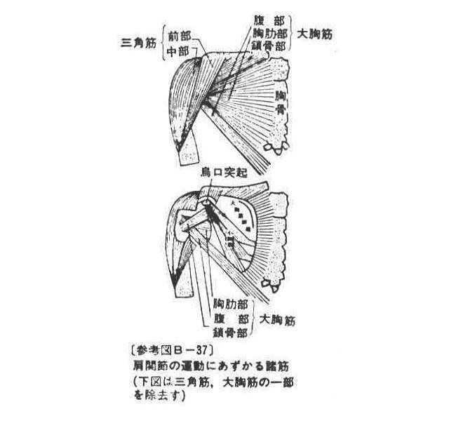(参考図B-37)肩関節の運動にあずかる鑑筋(三角筋、大胸筋の一部を除去す)