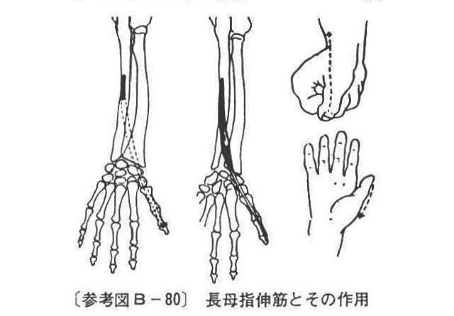 (参考図B-80）長母指伸筋とその作用