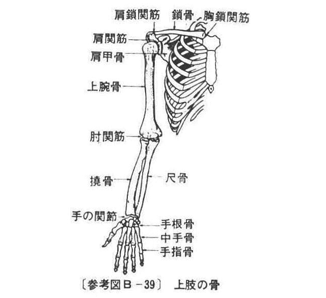 (参考図B-39)上肢の骨