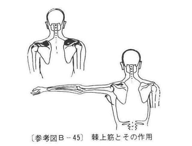(参考図B-45)棘上筋とその作用